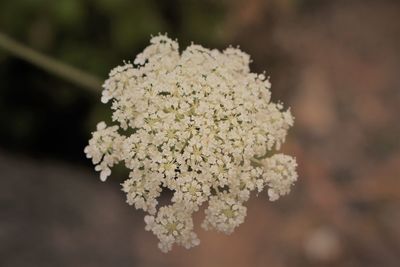 Close-up of white flowering plant