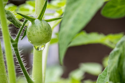 Close-up of fruit growing on plant