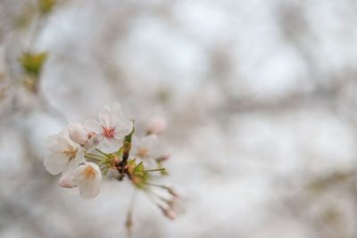 Close-up of white cherry blossom tree