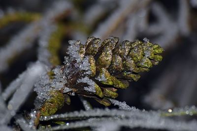 Close-up of snow on plant