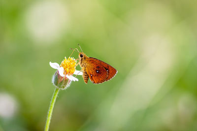 Butterfly on flower