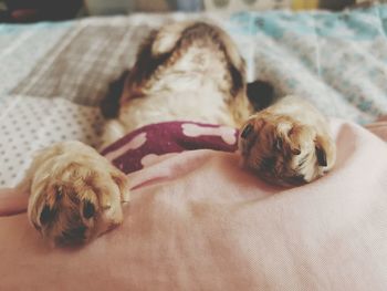 Close-up of shih tzu sleeping with blanket on bed