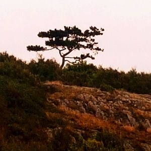 Tree on landscape against clear sky