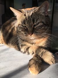 Close-up of cat resting at home