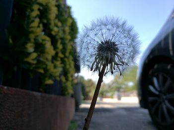 Close-up of flower trees against sky