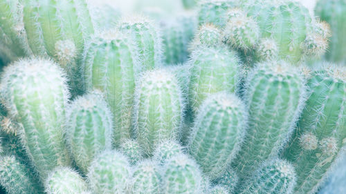 Close-up of succulent plant