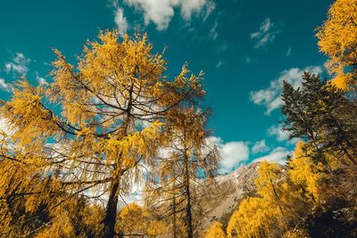 Low angle view of tree against sky