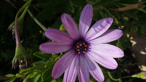 Close-up of purple flower