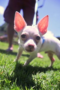 Close-up portrait of puppy standing on field