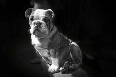 Portrait of young bulldog
