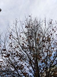 Low angle view of flowering plant against sky