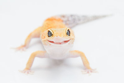 Close-up portrait of a lizard