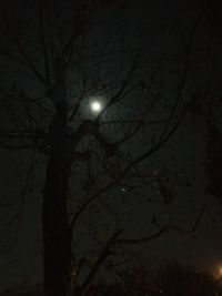 Low angle view of bare trees against sky at night