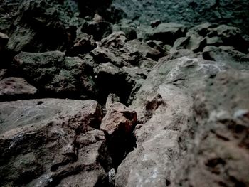 Close-up of lizard on rock in cave