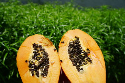 High angle view of orange fruit