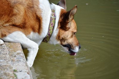 High angle view of dog in water