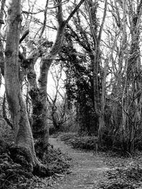 Bare trees in forest