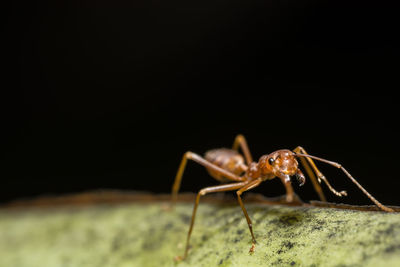 Close-up of ant on plant stem