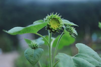 Close-up of green flowering plant