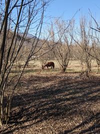 Horse on field