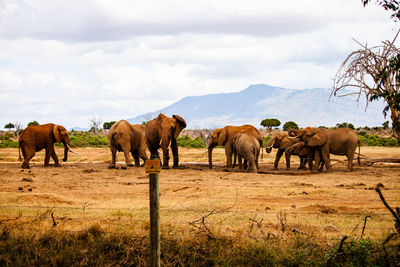Elephants on field at tsavo east national park against sky