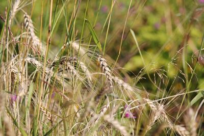 Close-up of flowering plants on land