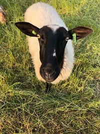 Close up portait of sheep on field