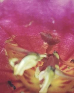 Macro shot of pink flower