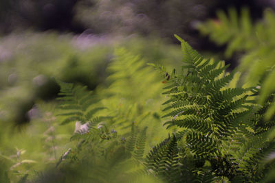 Close-up of pine tree