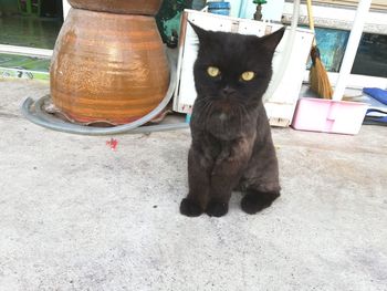 Portrait of black cat sitting outdoors