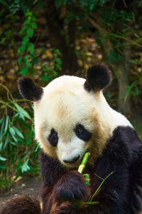 Close-up of bamboo outdoors