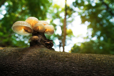 Close-up of mushrooms growing on tree trunk