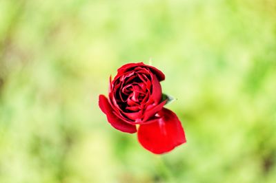 Close-up of red rose blooming outdoors