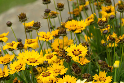 Close-up of yellow flowers blooming on field