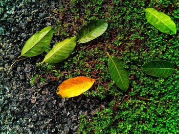 High angle view of leaves on field