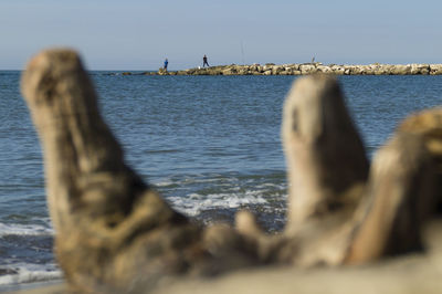 View of bird on wooden post in sea