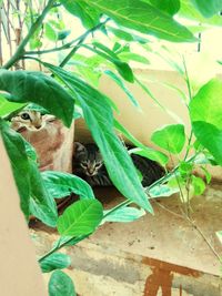 Close-up of lizard on plant