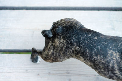 High angle view of dog on wooden boardwalk