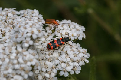 Close-up of ladybug on flower