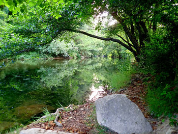 View of river flowing through forest