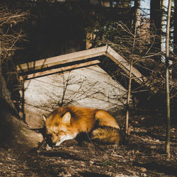 Fox sleeping on field in forest