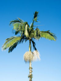 Low angle view of coconut palm tree against clear blue sky