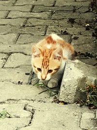 High angle view of cat on footpath