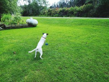 Dog playing with ball on field