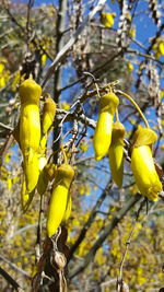 Low angle view of yellow flowering plant