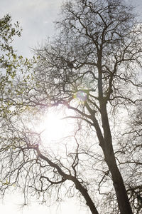 Low angle view of silhouette bare tree against sky on sunny day