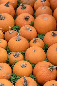 Full frame shot of pumpkins