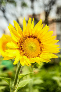 Close-up of yellow sunflower