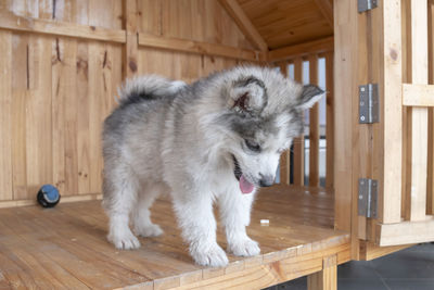 Dog standing on wooden table