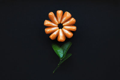 High angle view of orange flower against black background